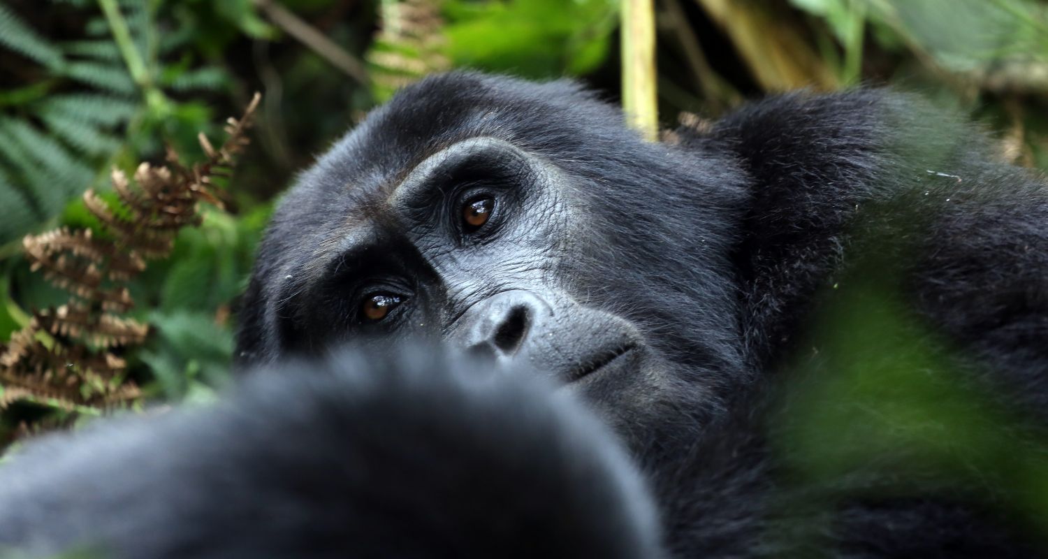 Wildlife Safaris in Uganda