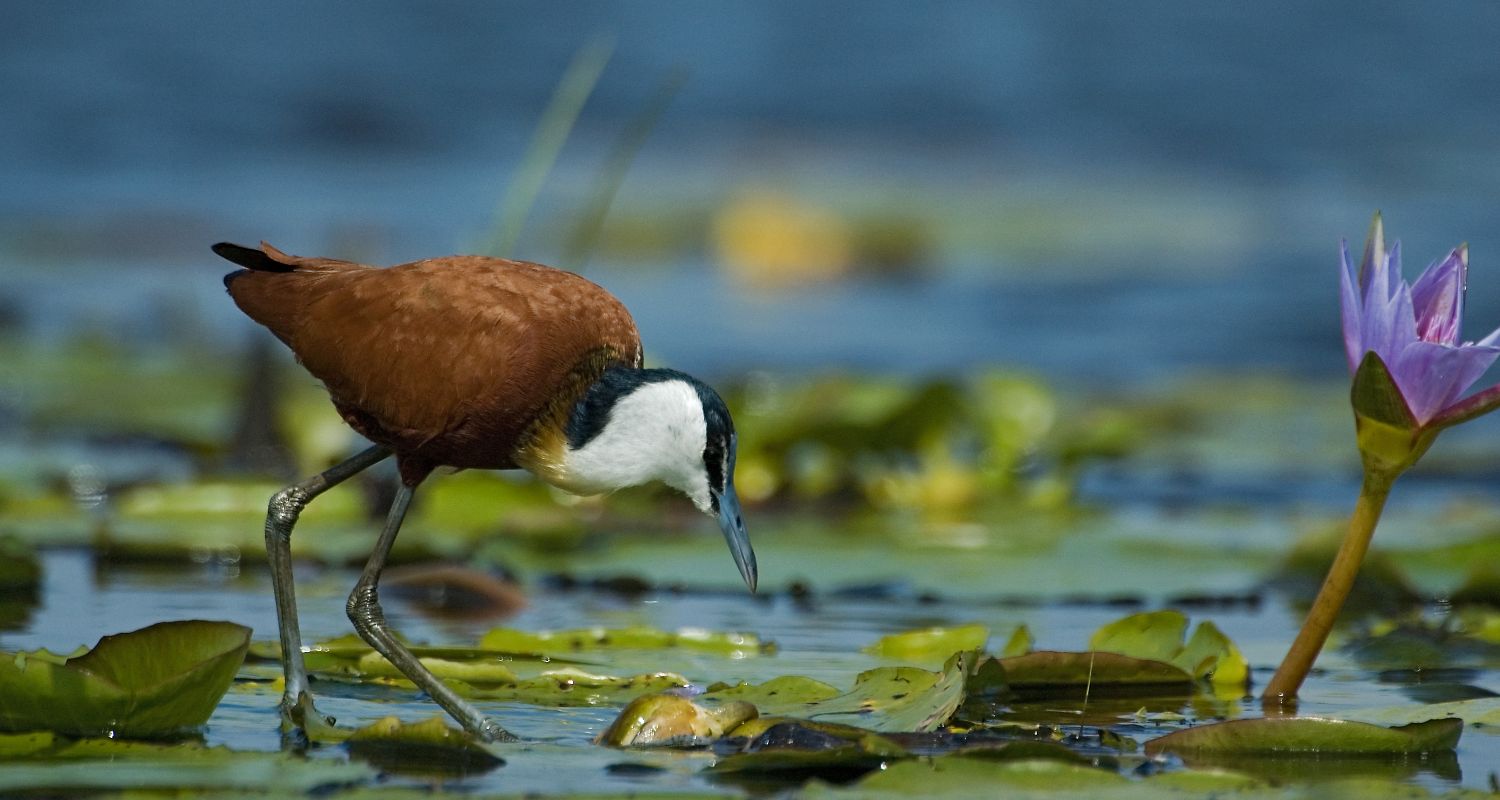 BIRD WATCHING SAFARIS
