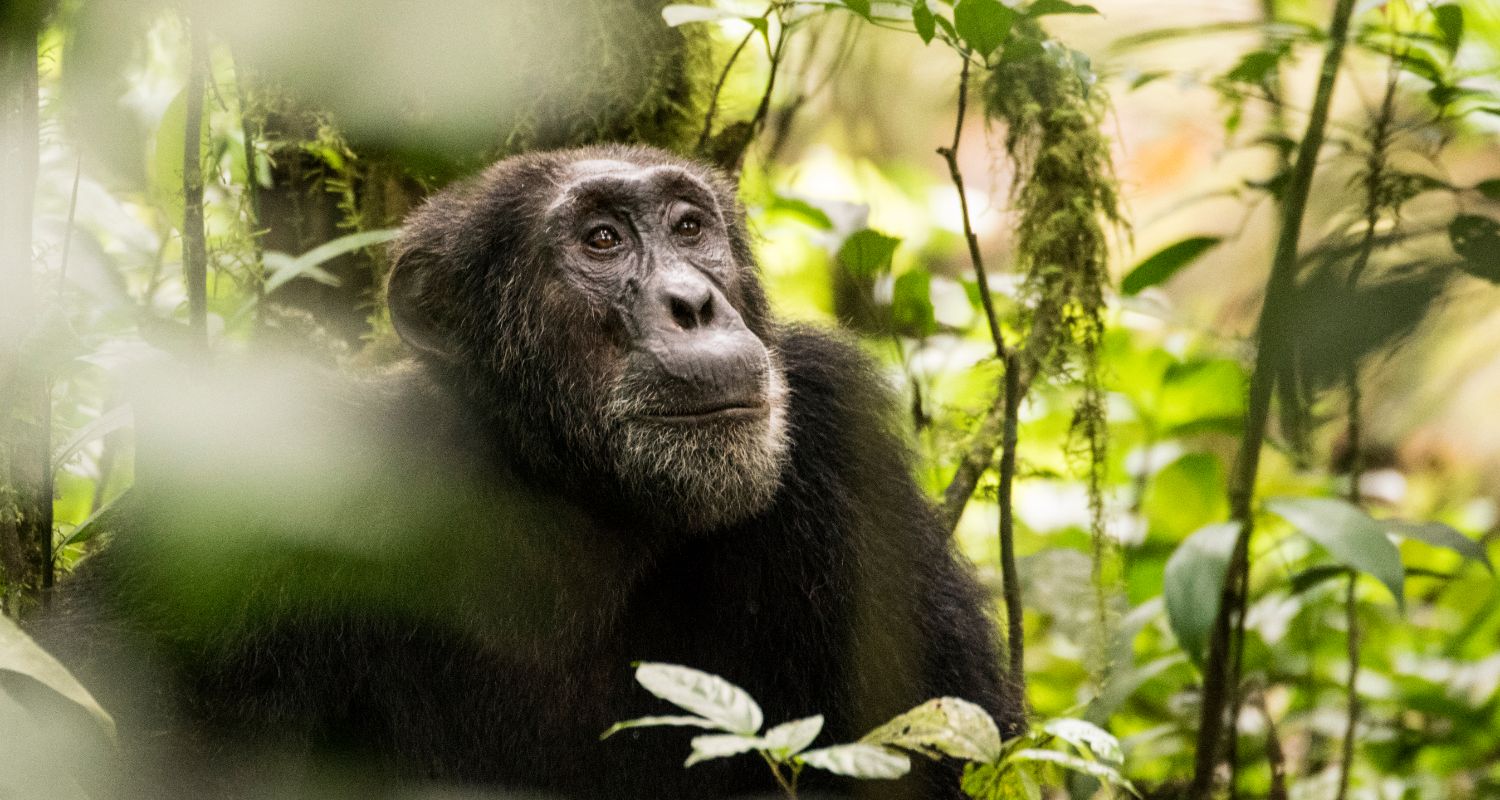 CHIMPANZEE TRACKING