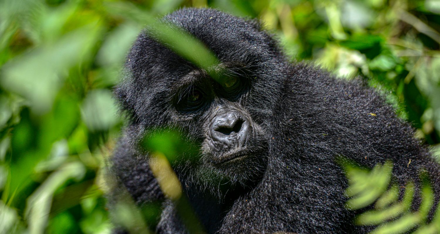 GORILLA TREKKING