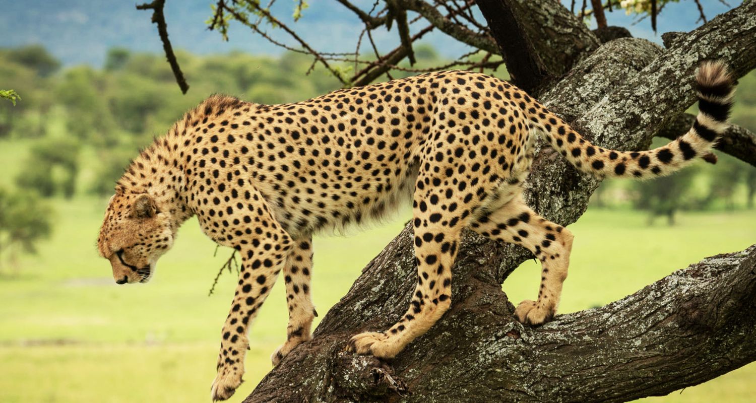 Wildlife Safaris in Uganda