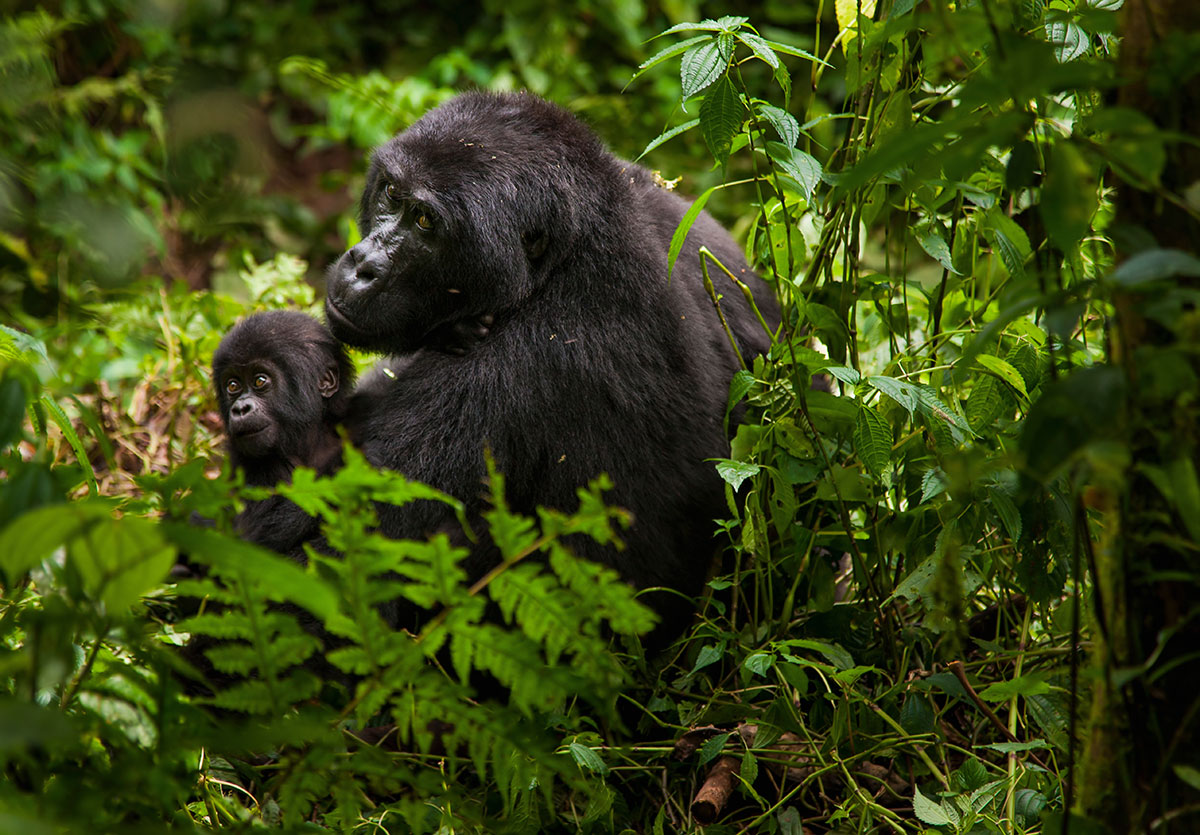 Gorilla Trekking in Bwindi Impenetrable National Park, Uganda.